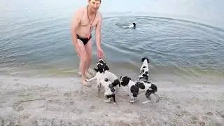 Яника. Щенки АСС, первое знакомство с водой.