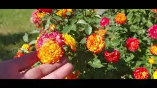 645.Сюрприз для Серёжи, нас не корми работу давай 😜