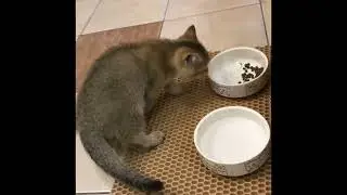 Моя кошка (2 часть)