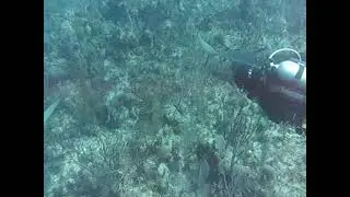 Scuba Diving Orange Hill Wall Nausau Bahamas