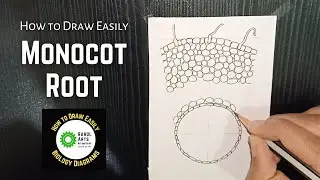 How to draw T.S of Monocot Root