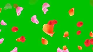 Flower on Green Screen Video.