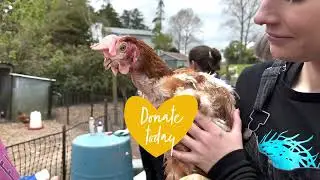 Hens rescue story: Orla and Ezma