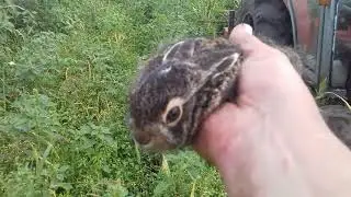 Обробка чеснока .