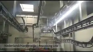 Sheep conveyor in the Netherlands.