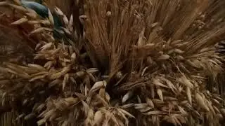 Дідухи - богатирі. Снопи з різних колосків
