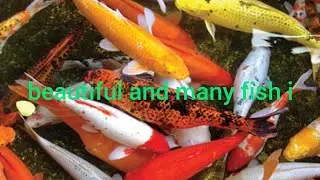 beautiful and many fish in pond||पोखरी  सुन्दर अनि धेरै माछा