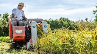Harvesting Rice in Japan! - I Tried Something New :-)