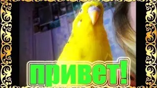Приветы от волнистого попугая Чики! 