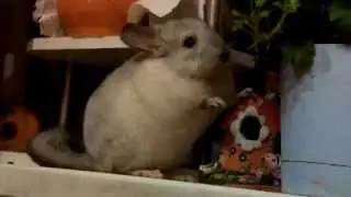 Шиншилла танцует с банкой - шиншилла топает