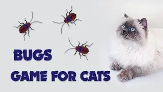 Bugs insects! Entertainment game on screen for cats