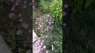 яркие краски лета.