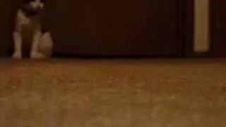 Moo the cat