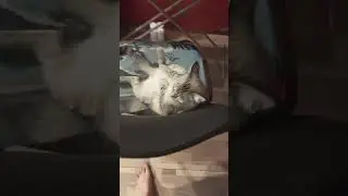 #cat #catlover #kitten #pets #cute #funny #kitty #cutecat #animals #resin
