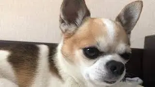 ФУНТИК ЗАБОЛЕЛ!!! ЧТО С НИМ?