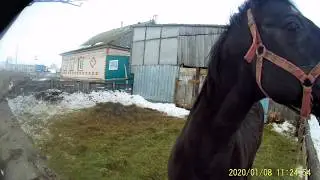 Жеребец производитель Адвент