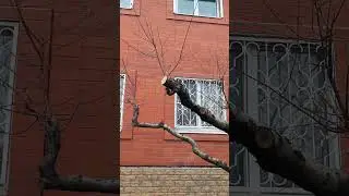 Омоложение персика