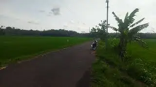 sawah dikampung