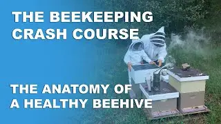 The Anatomy Of A Healthy Beehive - Beekeeping Basics Part 3 - Beekeeping Crash Course
