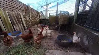 Gallinas Gallinero