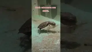 O SonicFlix - Episódio 08