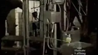Horse Slaughterhouse