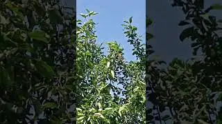 В моём саду пополнение!