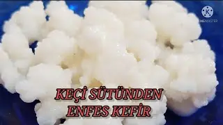 KEFİRİ KEÇİ SÜTÜNDEN  MAYALAMA