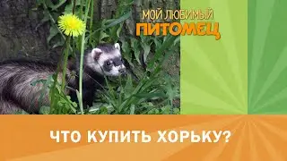 АНОНС: Что нам нужно для хорька?