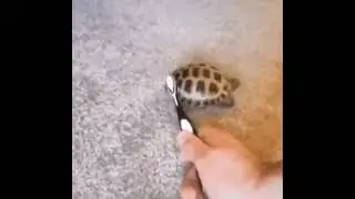 tutu tutu tu