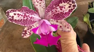 Plante e veja sua orquídea