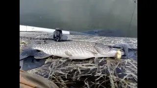 щука летом на шапсуге