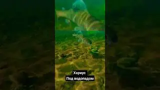 Куча хариуса под водопадом!!!