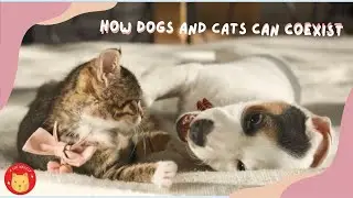 How Dogs and Cats Can Coexist