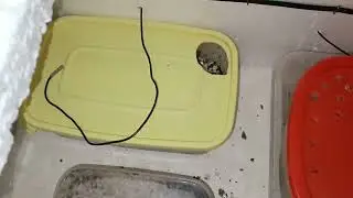 Двое из ларца