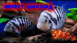 Нерест Цихлид. Мечет икру. Аквариумные рыбы.