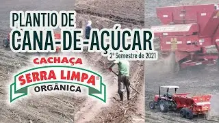 Cachaça Serra Limpa realiza plantio da Cana-de-Açúcar neste segundo semestre de 2021