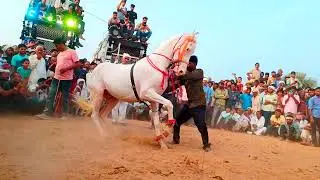 घोड़े को नागिन डांस 00003।।घोड़ा।।ghoda।।horse dance