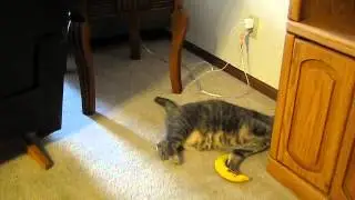 Yeowww! Banana with catnip!