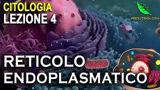 Il RETICOLO ENDOPLASMATICO -Citologia Lezione 4
