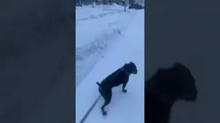 Пробежка #жиганец #питбульграф
