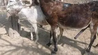 donkey mating on lahin