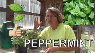 How to Grow Peppermint From Seed / 👉 How to Prune Back /  DMGV 🧡