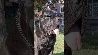 He Likes Lollipop... / CANE CORSO #shorts