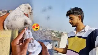 New Kashni Kabootar Ka Shouk 😍