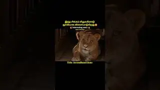 This lion is playing with the boy#shorts|secondhand lions|#short