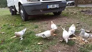 KUŞLARA VİTAMİNLİ YEM VE SULARINI VERDİM!