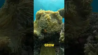 How Coral Reefs Form Underwater