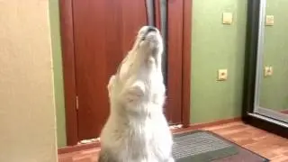 Хаски Хантер кричит после ухода мамы
