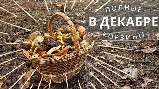 ШОК!!! Грибное Зимой! БЕЛЫЕ грибы в ДЕКАБРЕ! Поляны гигрофоров, маслята и зимние опята!